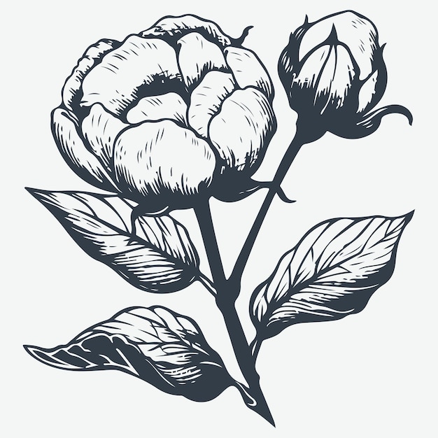 Vector de dibujo de grabado en madera de flor de algodón