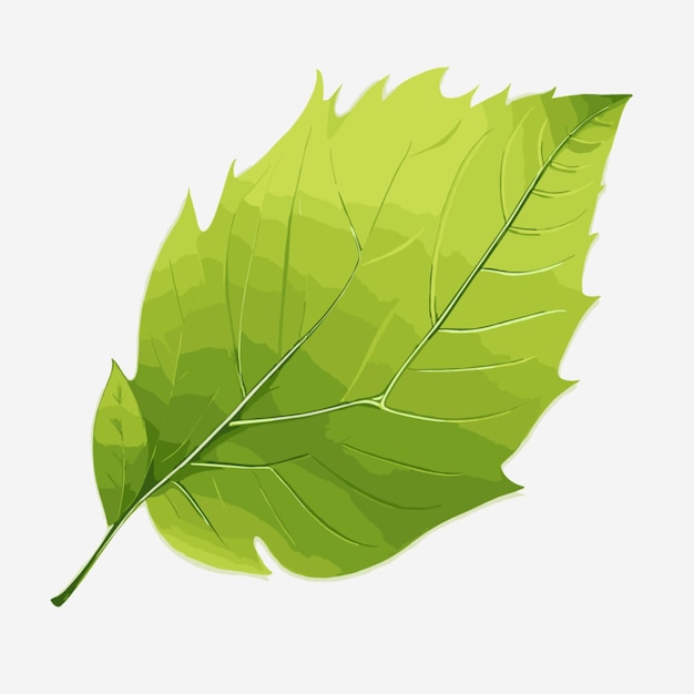 Vector de dibujo de hojas