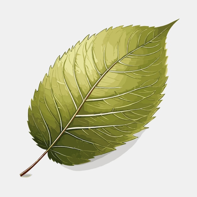 Vector vector de dibujo de hojas