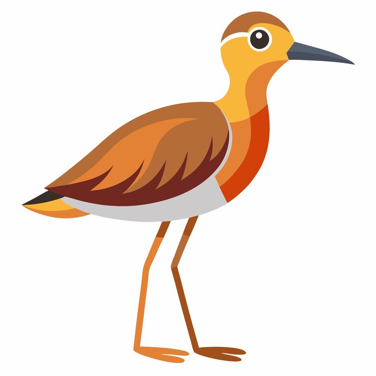 Vector vector de dibujo a mano de sandpiper aislado en fondo blanco