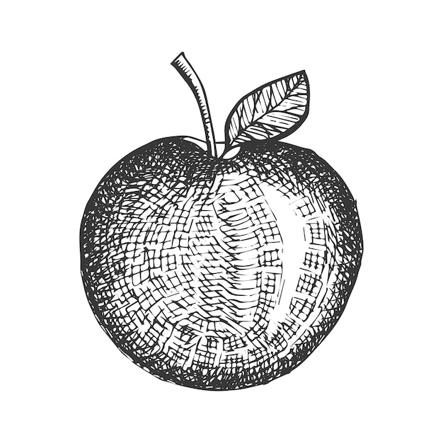 vector de dibujo de manzana