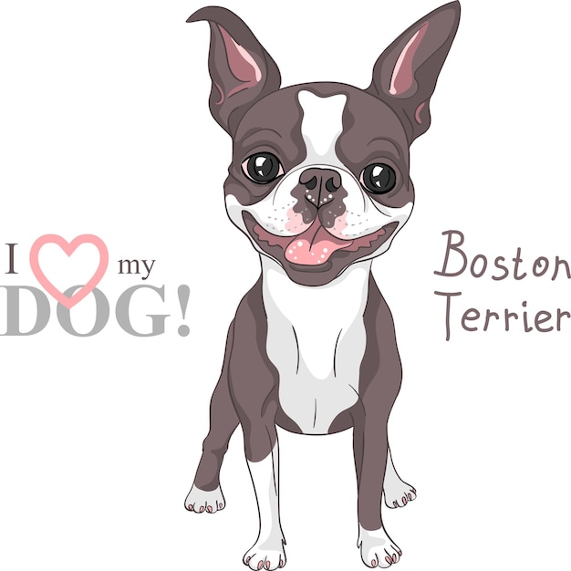 Vector vector dibujo perro raza boston terrier sonriendo