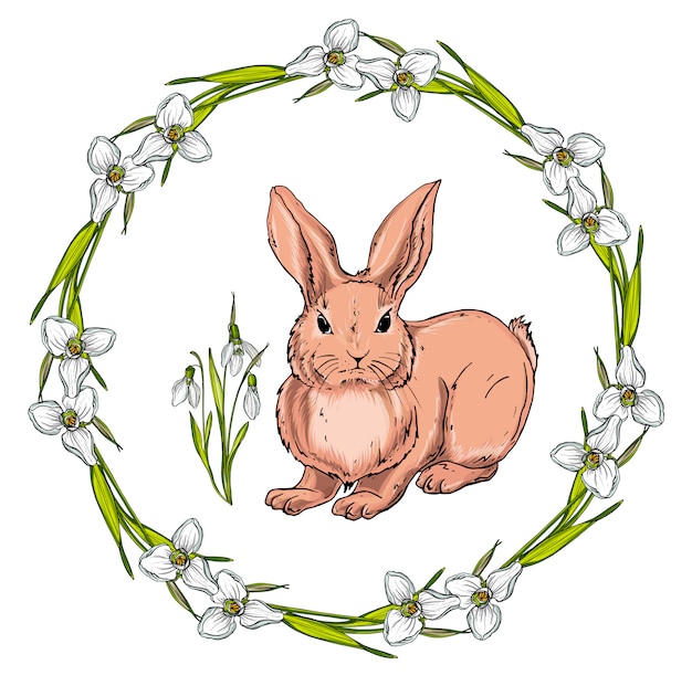 Vector de dibujos animados aislados liebre