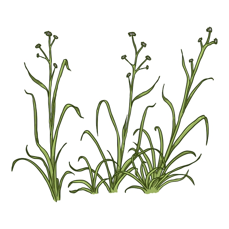 Vector vector dibujos animados crecimiento salvaje hierba verde