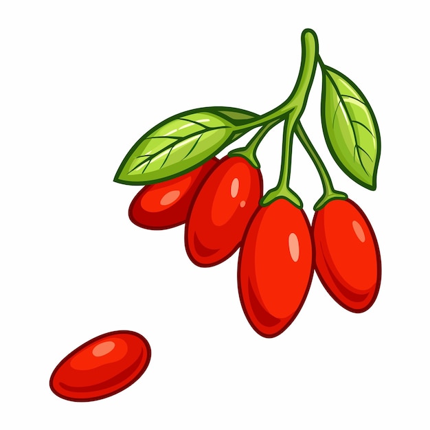 Vector dibujos animados dibujados a mano Goji Berries en rama sobre un fondo blanco aislado 13