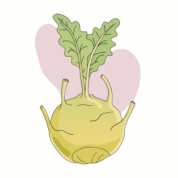 Vector dibujos animados dibujados a mano Kohlrabi repollo 12