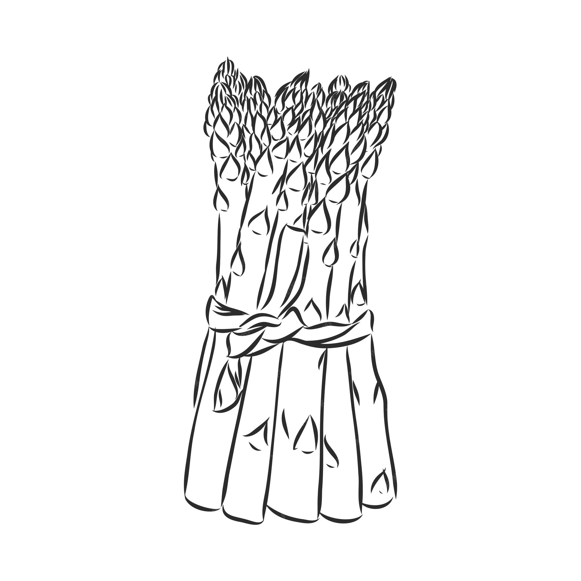 Vector de dibujos animados de espárragos. espárragos, dibujo vectorial sobre un fondo blanco | Vector Premium Vector de dibujos animados de espárragos. espárragos, dibujo vectorial sobre un fondo blanco | Vector Premium