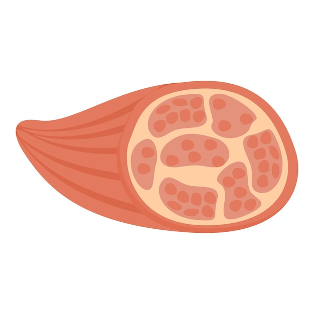 Vector de dibujos animados de icono de fibra muscular corporal brazo fuerte flexión de mano