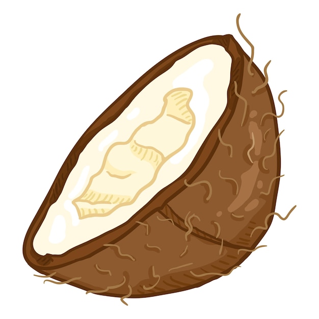 Vector de dibujos animados medio corte de coco