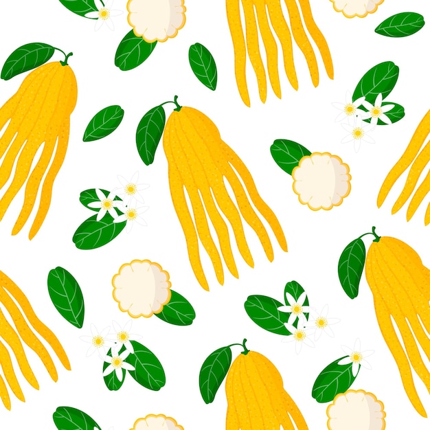 Vector de dibujos animados de patrones sin fisuras con frutas exóticas de la mano de citrus buddha, flores y hojas sobre fondo blanco