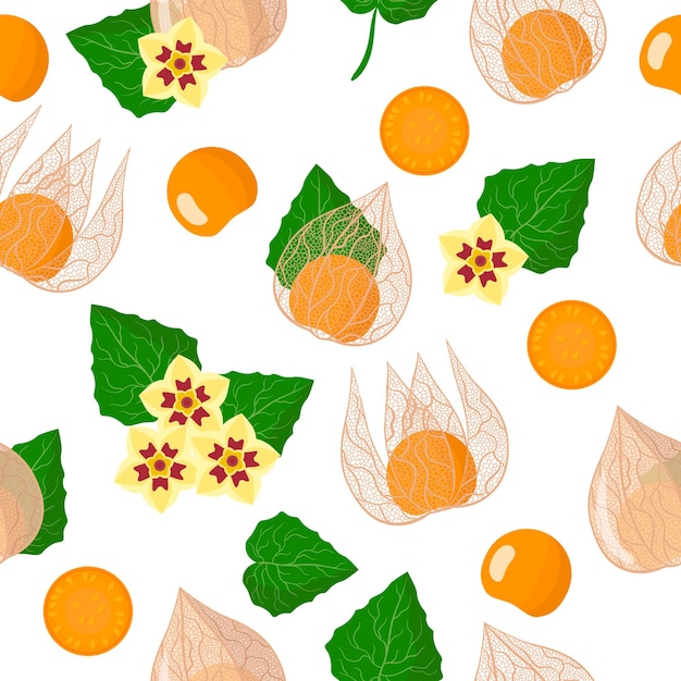 Vector vector de dibujos animados de patrones sin fisuras con physalis peruviana frutas exóticas, flores y hojas sobre fondo blanco