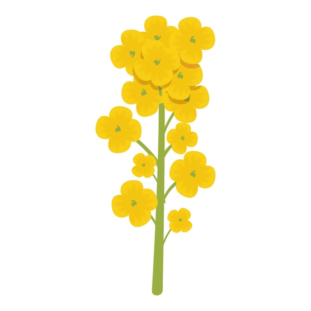 Vector de dibujos animados de las plantas de agricultura orgánica Planta de colza