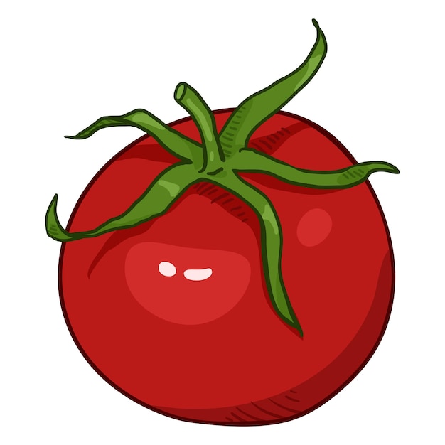 Vector de dibujos animados tomate rojo