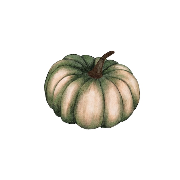 Vector vector de dibujos animados vegetales calabaza verde