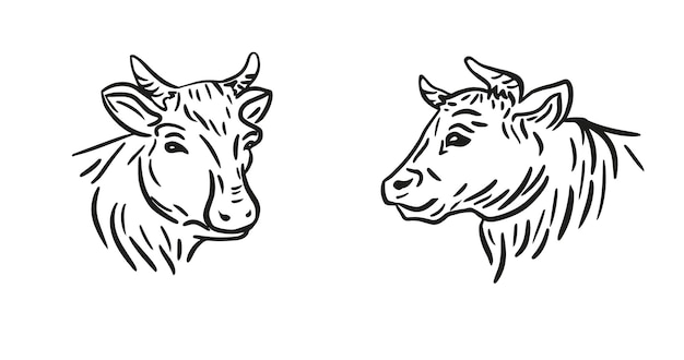 Vector de diseño de cabeza de vaca sobre fondo blanco granja animal vacas logos o iconosvector dibujado a mano