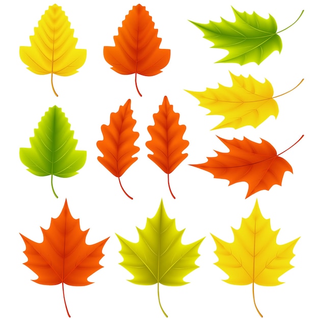 El vector de diseño del elemento Autumn Leaves