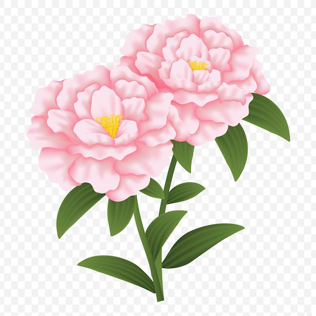 Vector diseño floral: jardín rosa peonía fowers