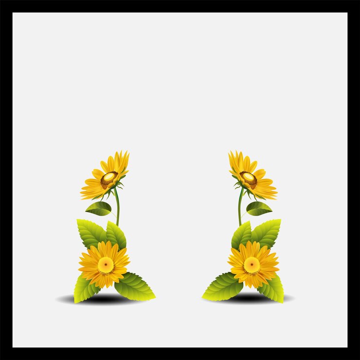 Vector vector de diseño de fondo cuadrado de girasol