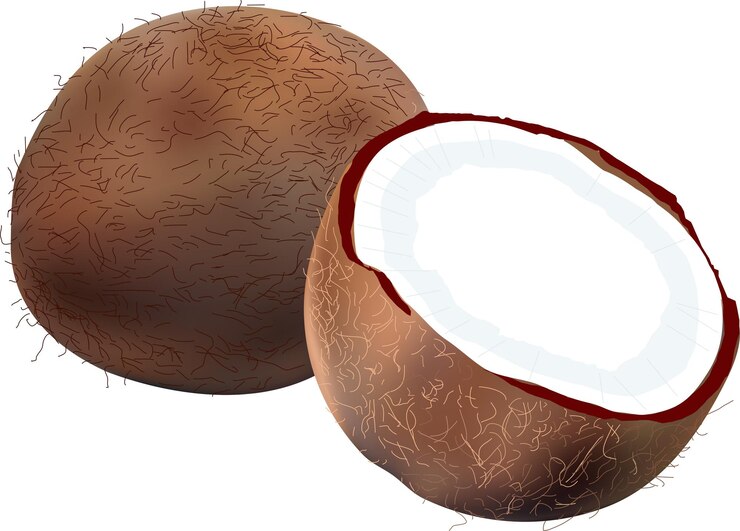 Vector vector de diseño de fruta de coco de aspecto realista