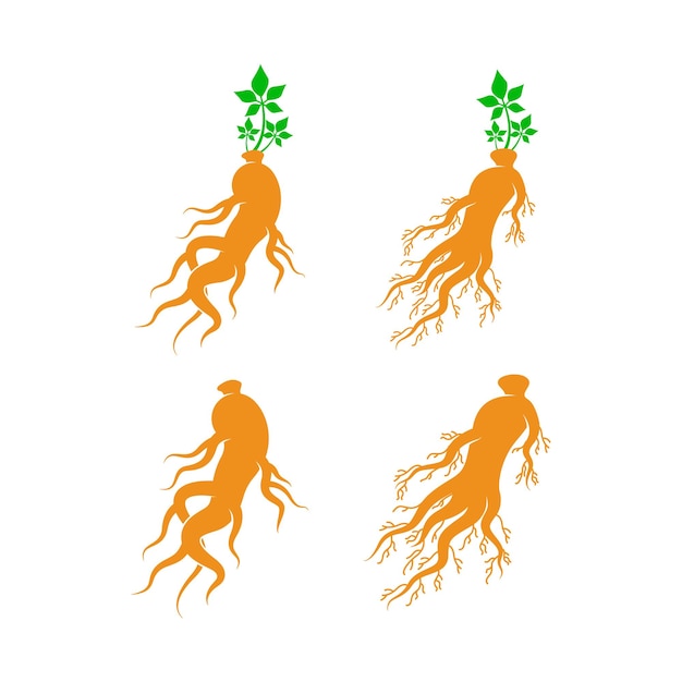 Vector vector de diseño de logotipo de ginseng