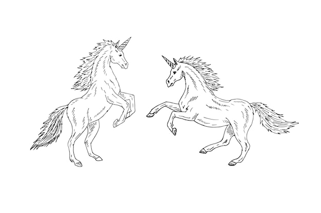 Vector dos unicornios dibujados a mano aislados sobre fondo blanco