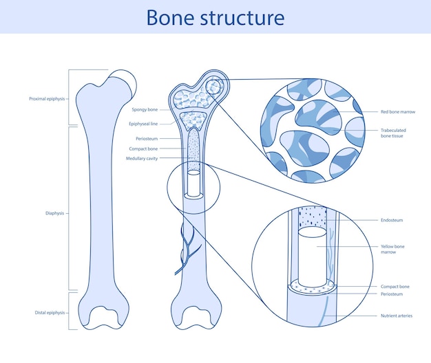 Vector educación médica estructura ósea dibujada en estilo de dibujos animados