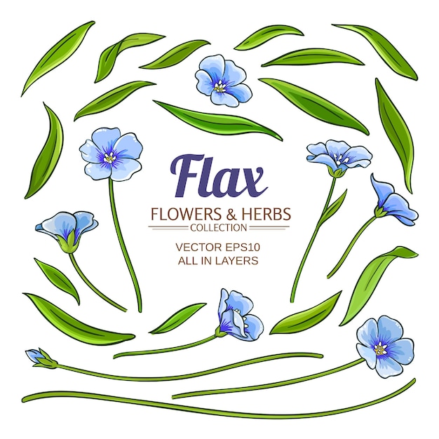 Vector de elementos de plantas de lino en fondo blanco