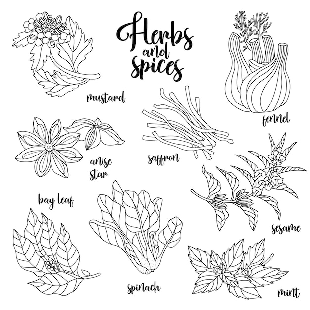 Vector de especias y hierbas para preparar comida deliciosa y saludable. Ilustración botánica de contorno sobre fondo blanco con mostaza, hoja de laurel, estrella de anís, azafrán, sésamo, hinojo, menta, espinacas.