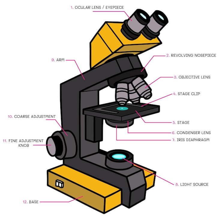 Vector vector de estructura de microscopio óptico compuesto