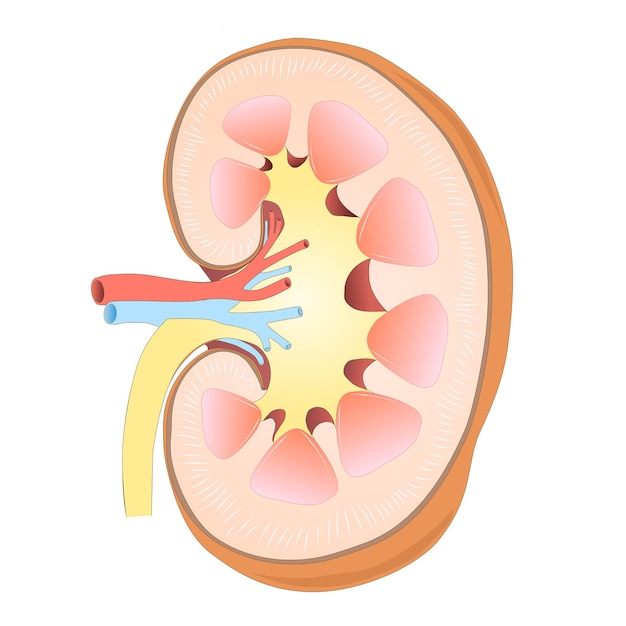 Vector de estructura de riñón humano para la ciencia de la biología