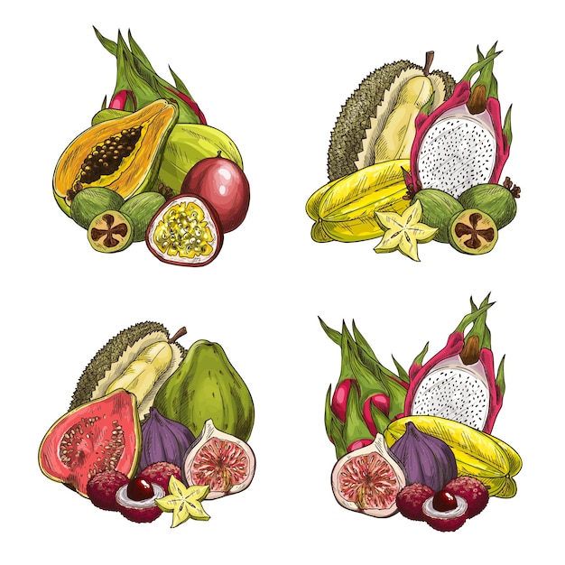 Vector exóticas frutas tropicales frescas