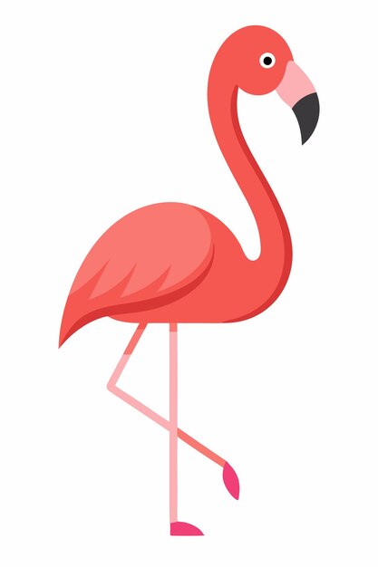 Vector de flamenco sobre fondo blanco