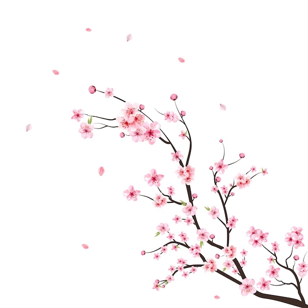 Vector de flor de cerezo acuarela. Sakura sobre fondo blanco. Brote de cereza acuarela. Rama de flor de cerezo con flor de sakura. Vector de flor de flor de cerezo. Fondo de flor de sakura rosa.