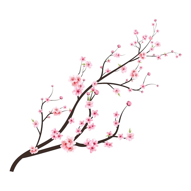 Vector de flor de cerezo japonés. Rama de flor de cerezo con flor de Sakura. Flor de cerezo con flor de Sakura acuarela rosa. Vector de flor de cerezo acuarela. Vector de rama de Sakura.