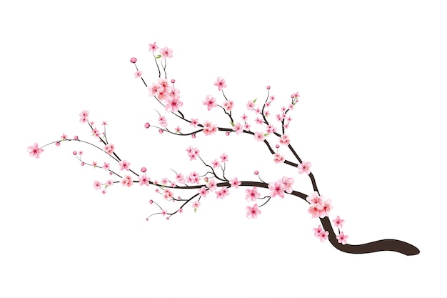 Vector de flor de flor de cerezo. Fondo de flor de sakura rosa. Sakura sobre fondo blanco. Brote de cereza acuarela. Rama de flor de cerezo con flor de sakura. Vector de flor de cerezo acuarela.