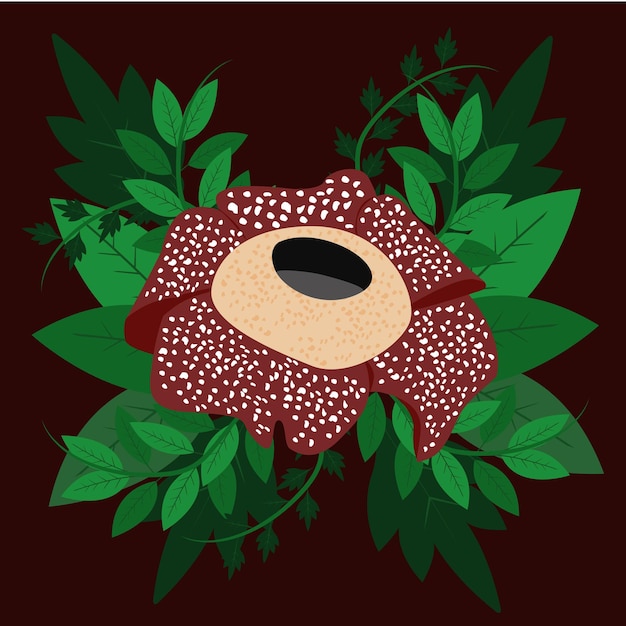 vector flor ilustración flor rafflesia