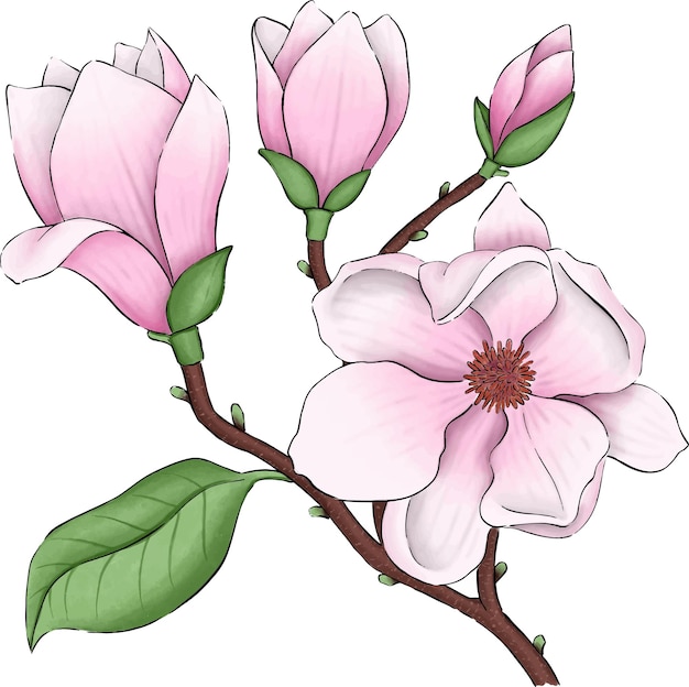 vector de flor de magnolia