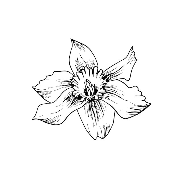 Vector flor de narcisos dibujada a mano con tinta en blanco y negro dibujo de contorno ilustración botánica