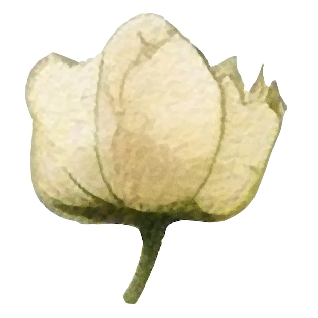 Vector Flor pintada de acuarela Elementos de diseño de flores dibujados a mano aislados sobre fondo blanco