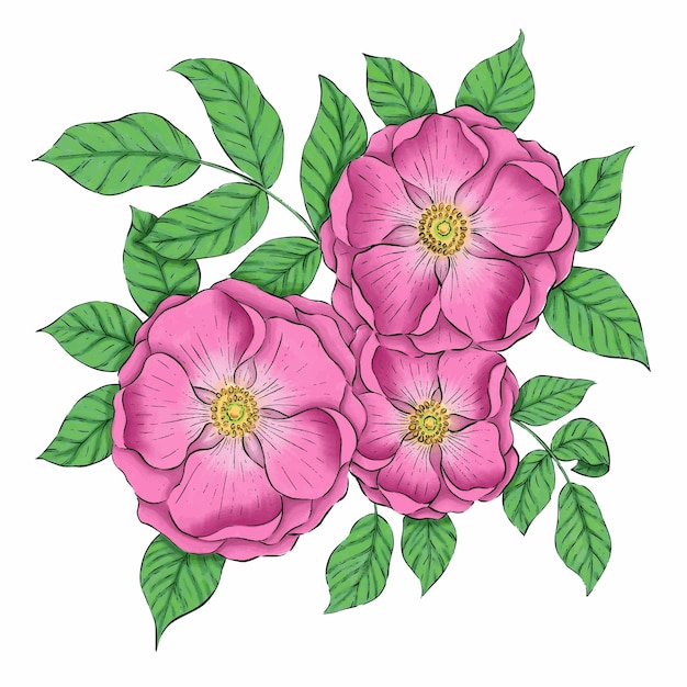 Vector de flor de rosa mosqueta