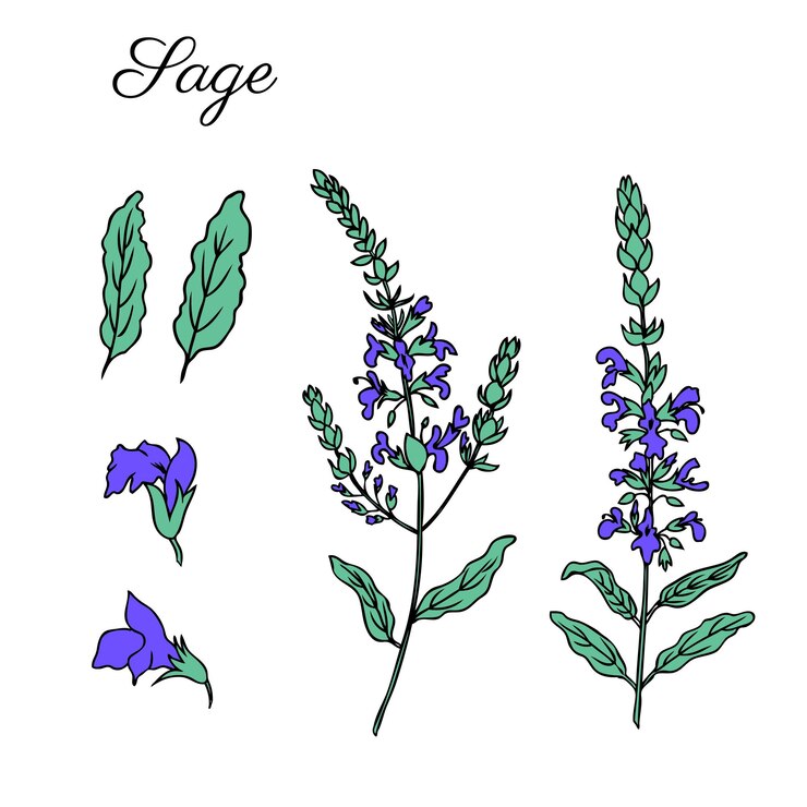 Vector vector de flor de salvia aislado en fondo blanco dibujado a mano con tinta boceto boceto hierbas curativas de salvia