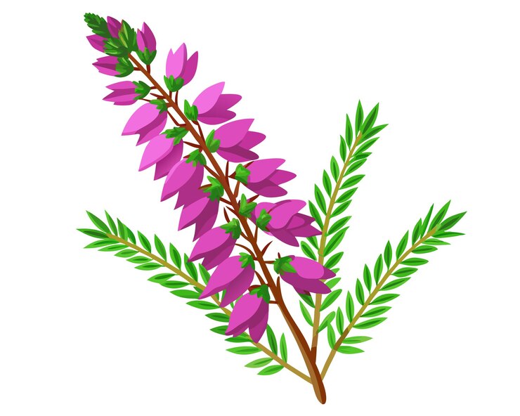 Vector vector de flores de brezo y hojas verdes ilustración de elementos florales