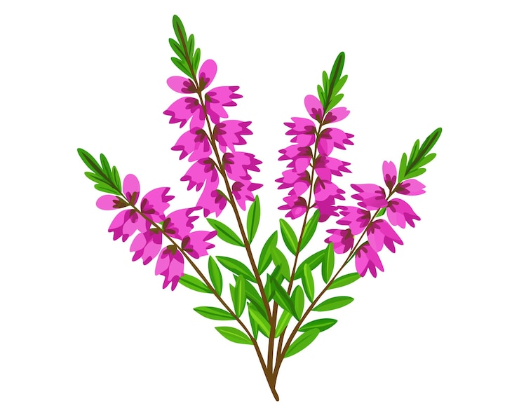 Vector vector de flores de brezo y hojas verdes ilustración de elementos florales