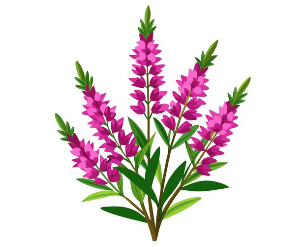Vector de flores de brezo y hojas verdes Ilustración de elementos florales