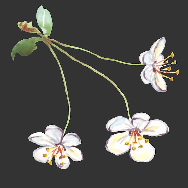 Vector de flores de cerezo acuarela