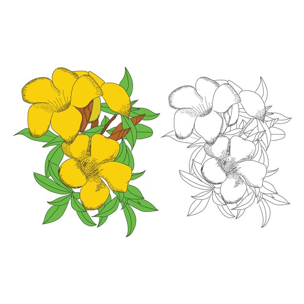 Vector de flores dibujadas a mano para colorear página de libros