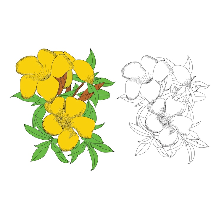 Vector de flores dibujadas a mano para colorear página de libros