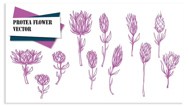 Vector vector de flores de la especie protea