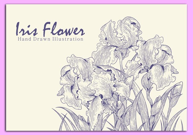 Vector de flores de iris dibujado a mano