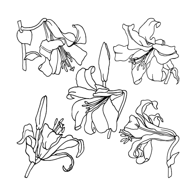 Vector flores lineart lirios conjunto elementos de flores aisladas